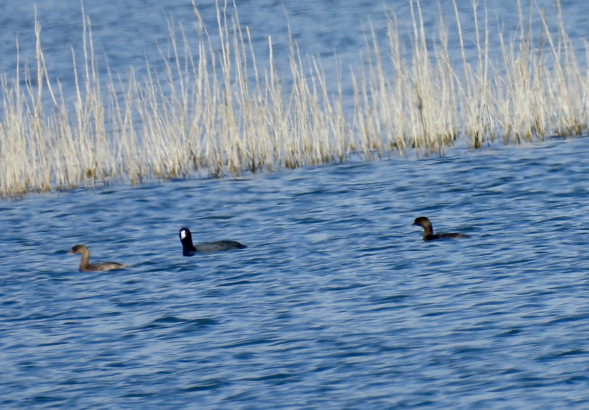 Bindentaucher - ML645462036