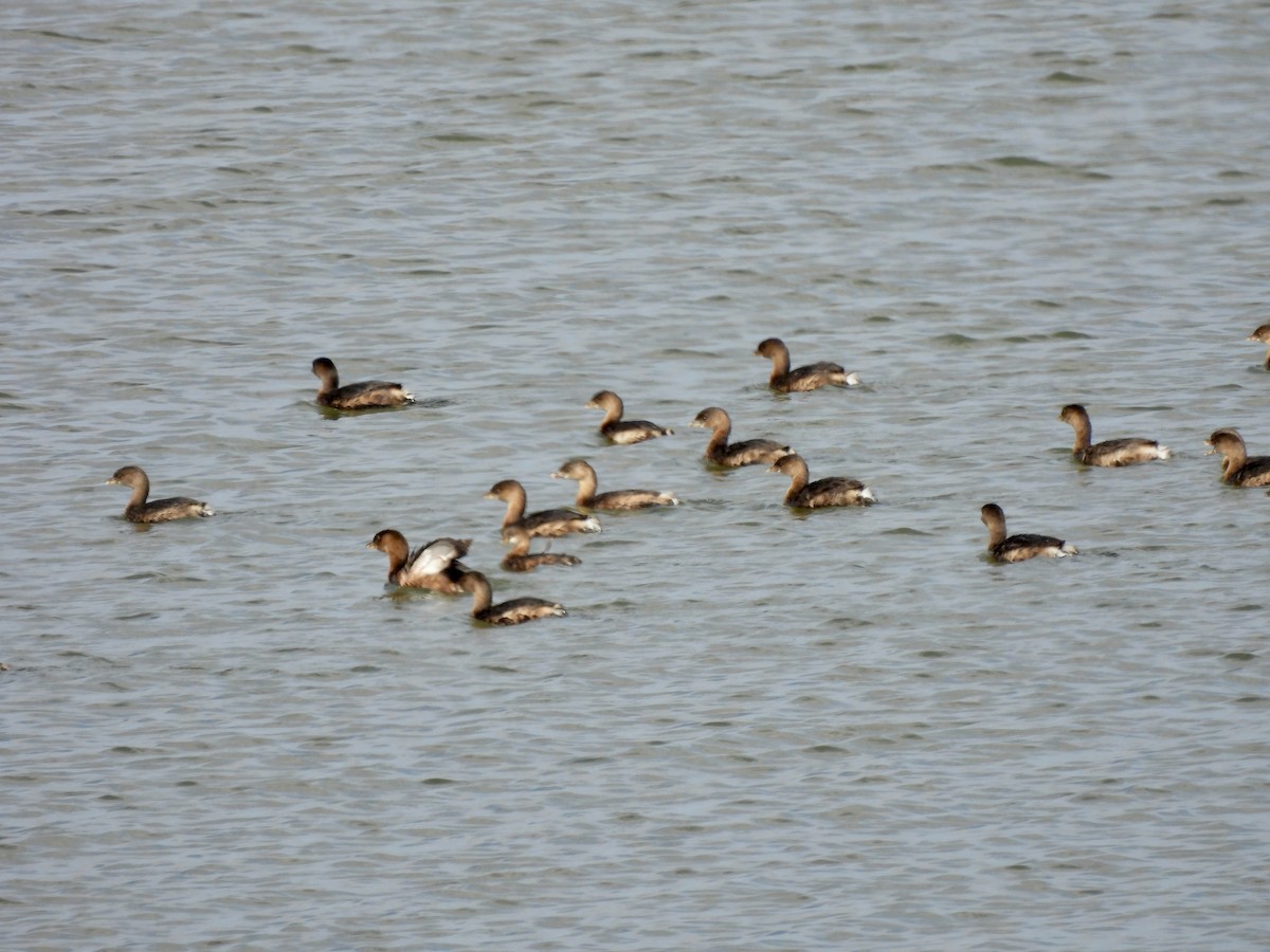 Bindentaucher - ML645462037