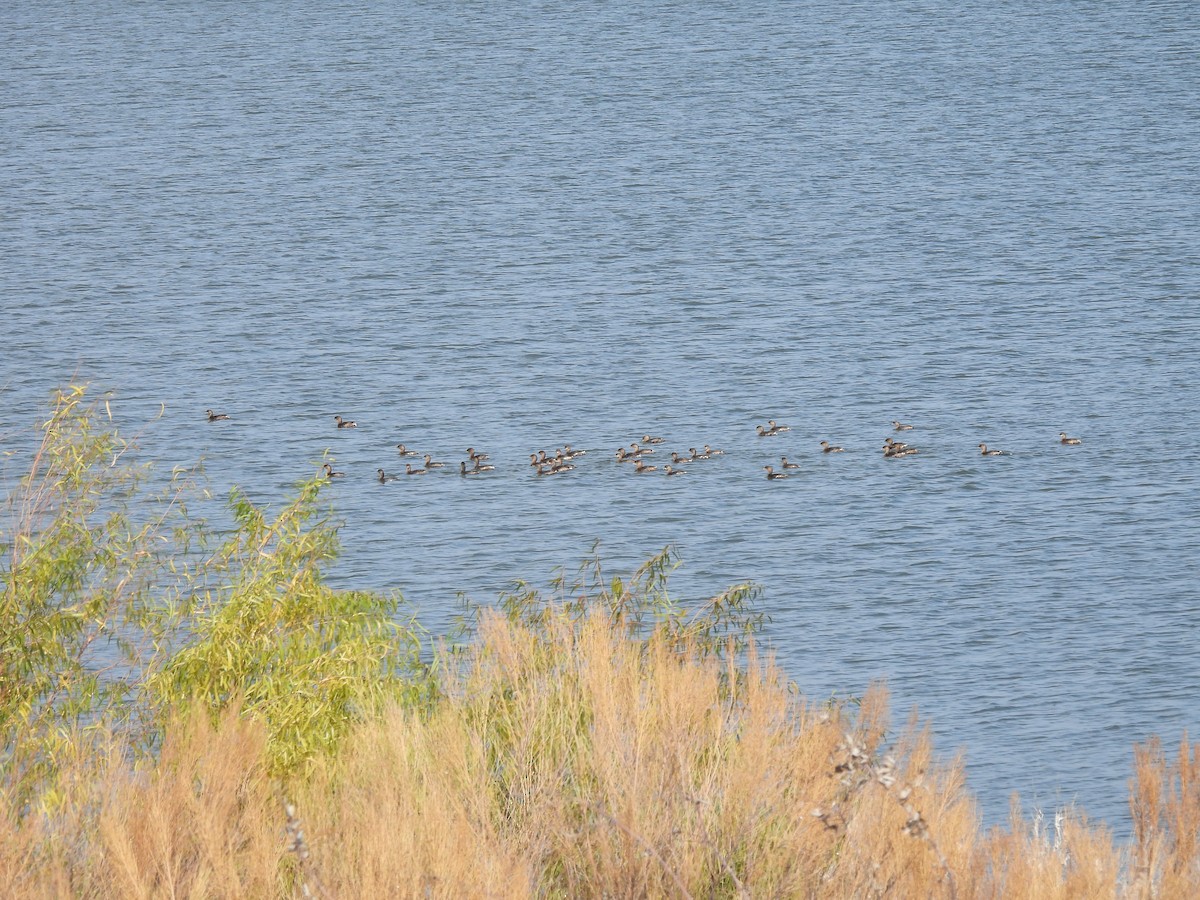 Bindentaucher - ML645462039