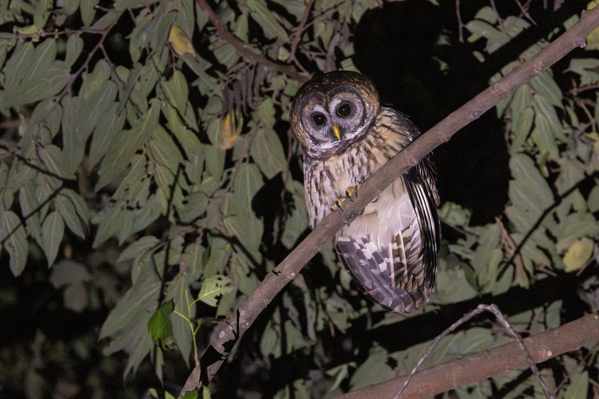 Cárabo Guatemalteco - ML645462042