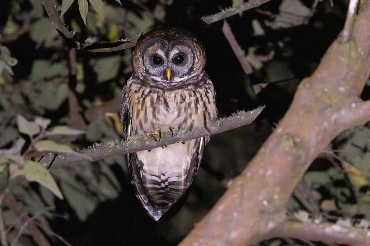 Cárabo Guatemalteco - ML645462043