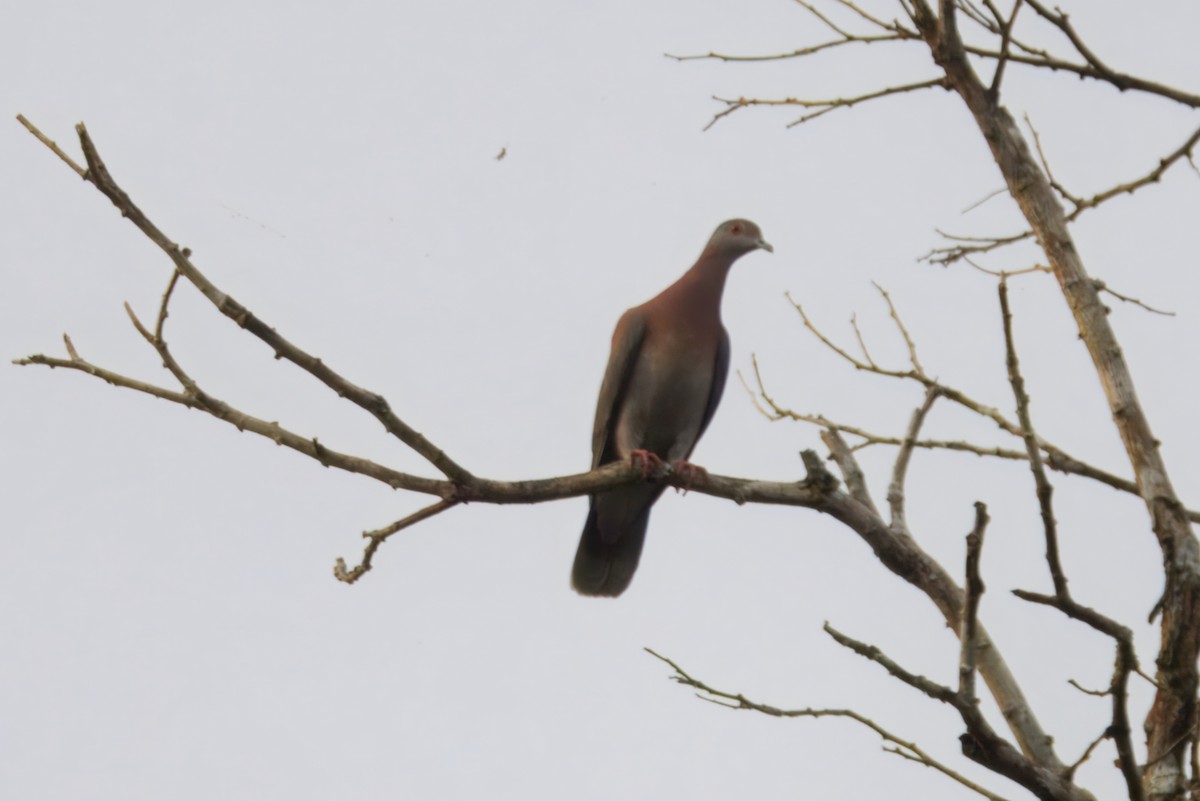 Pale-vented Pigeon - ML645462044