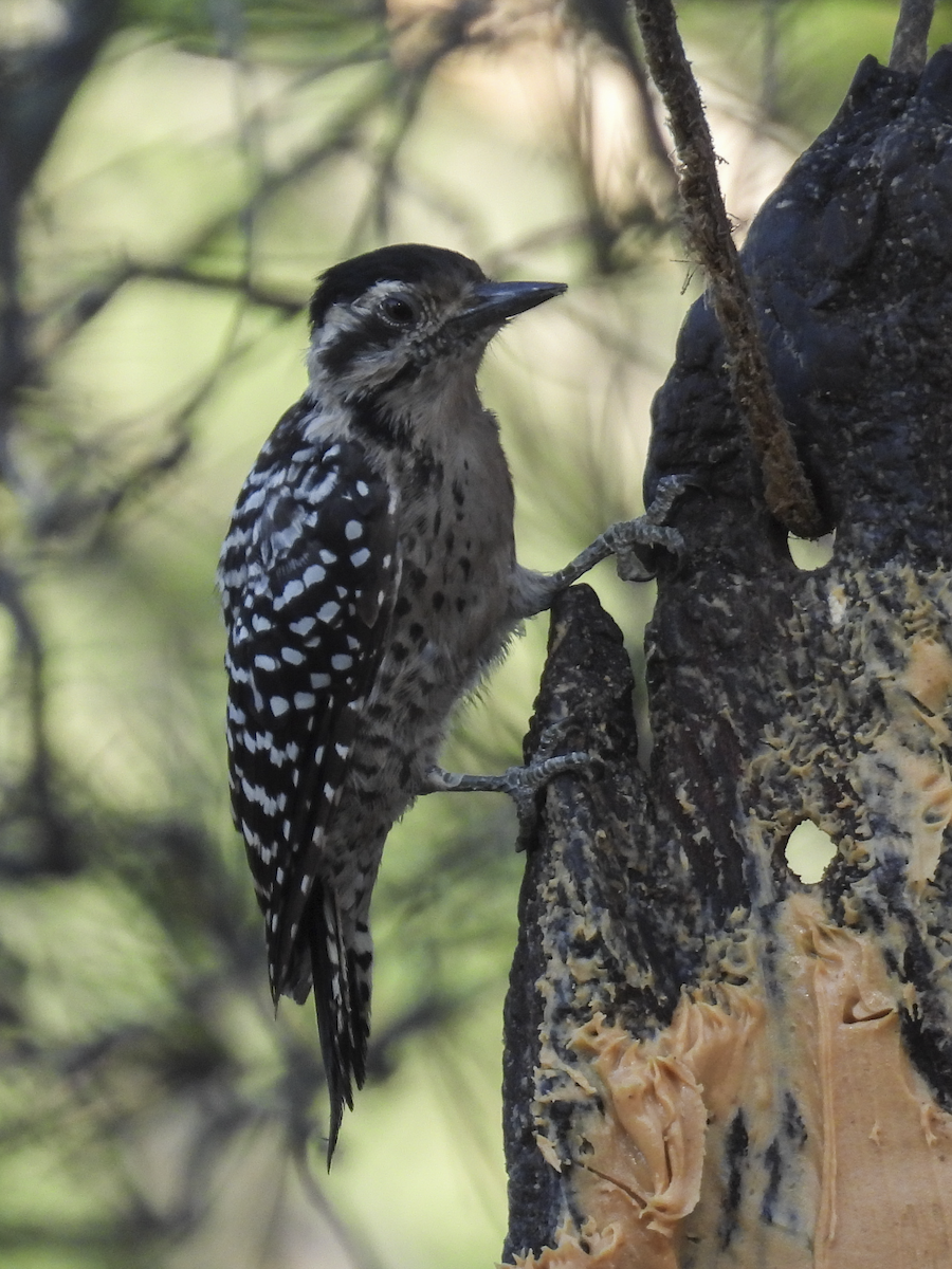 Ladder-backed Woodpecker - ML645462045