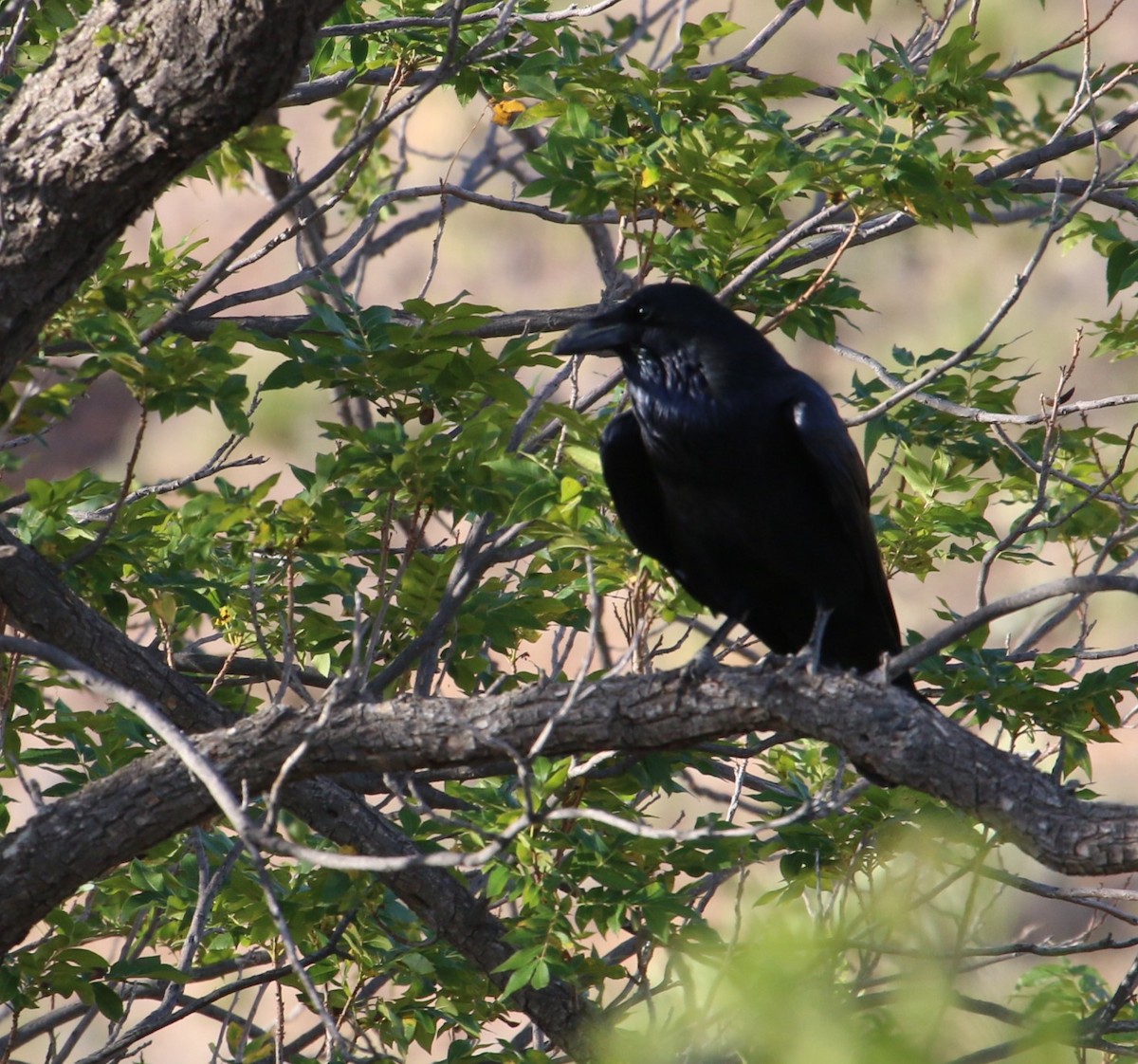 Erroi handia - ML645462047