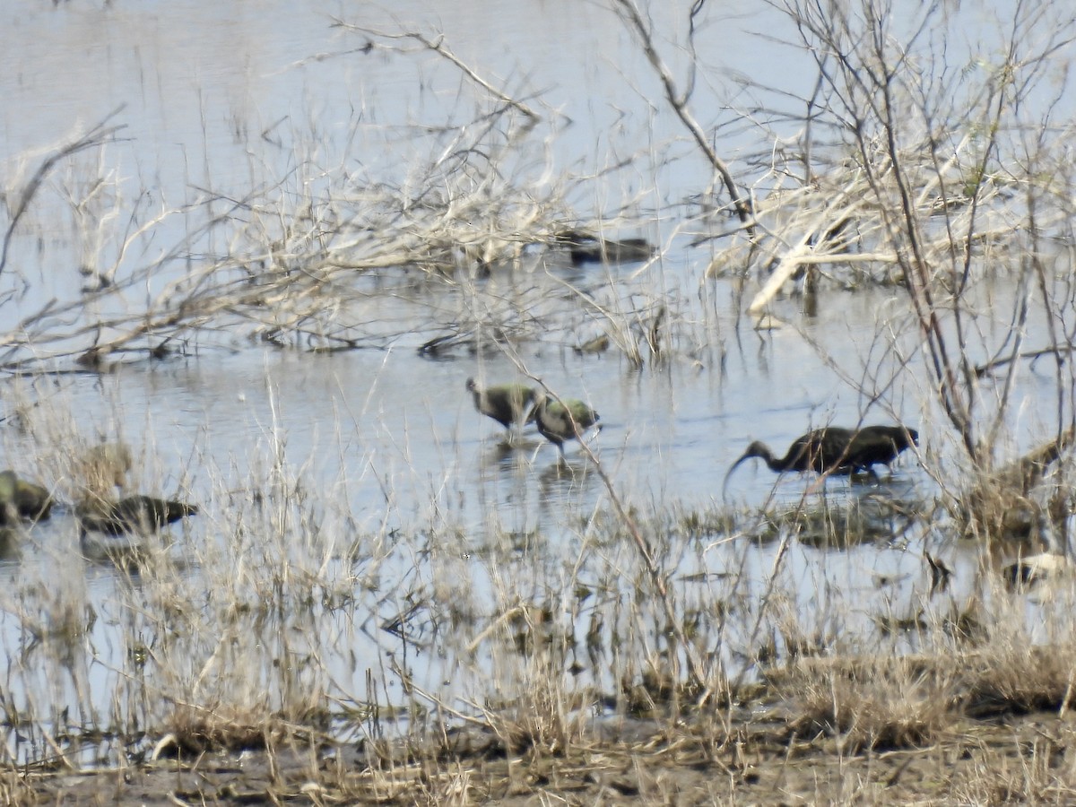 Brillensichler - ML645462062