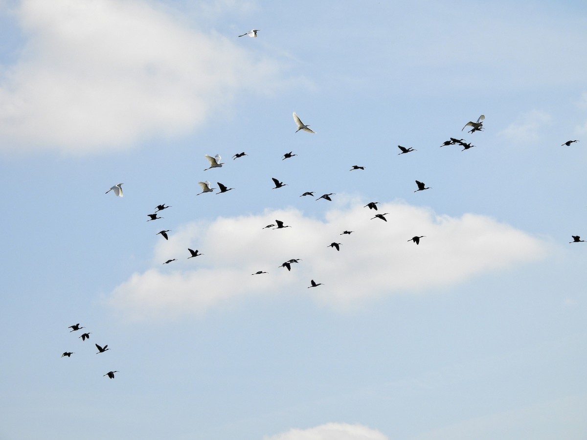 Sichler/Brillensichler - ML645462072