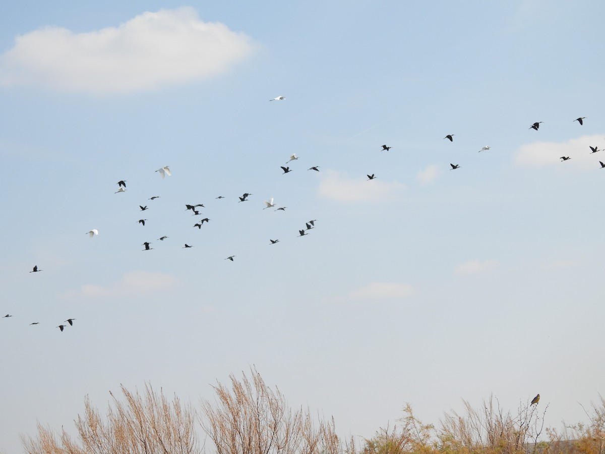 Sichler/Brillensichler - ML645462073