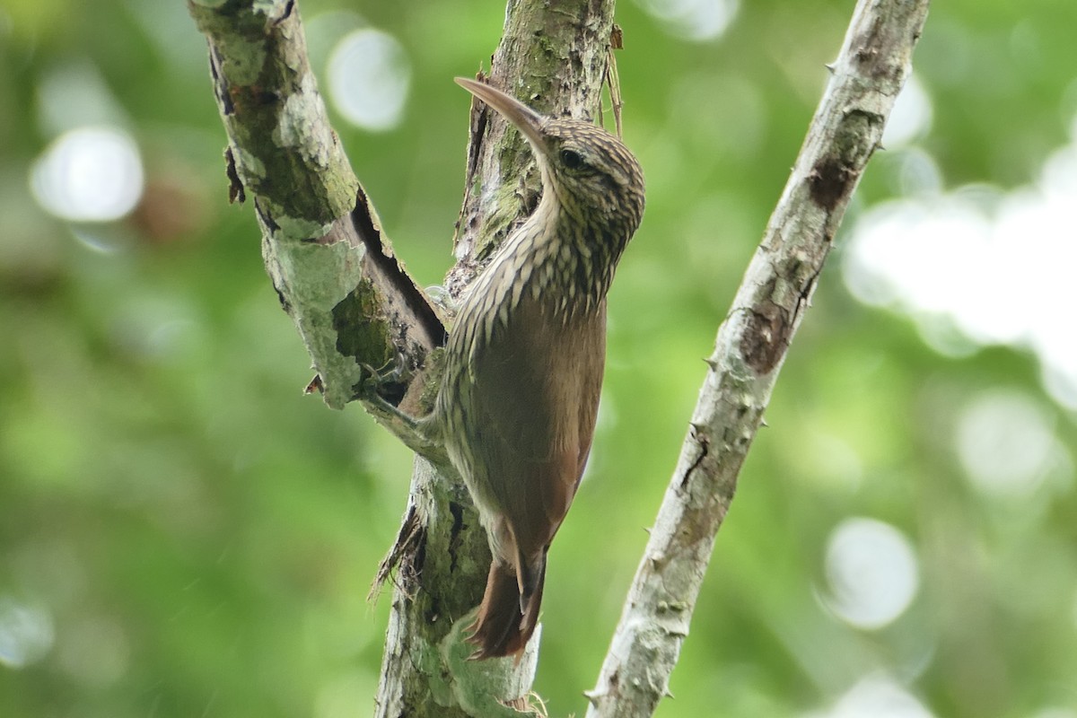 Streak-headed Woodcreeper - ML645462074