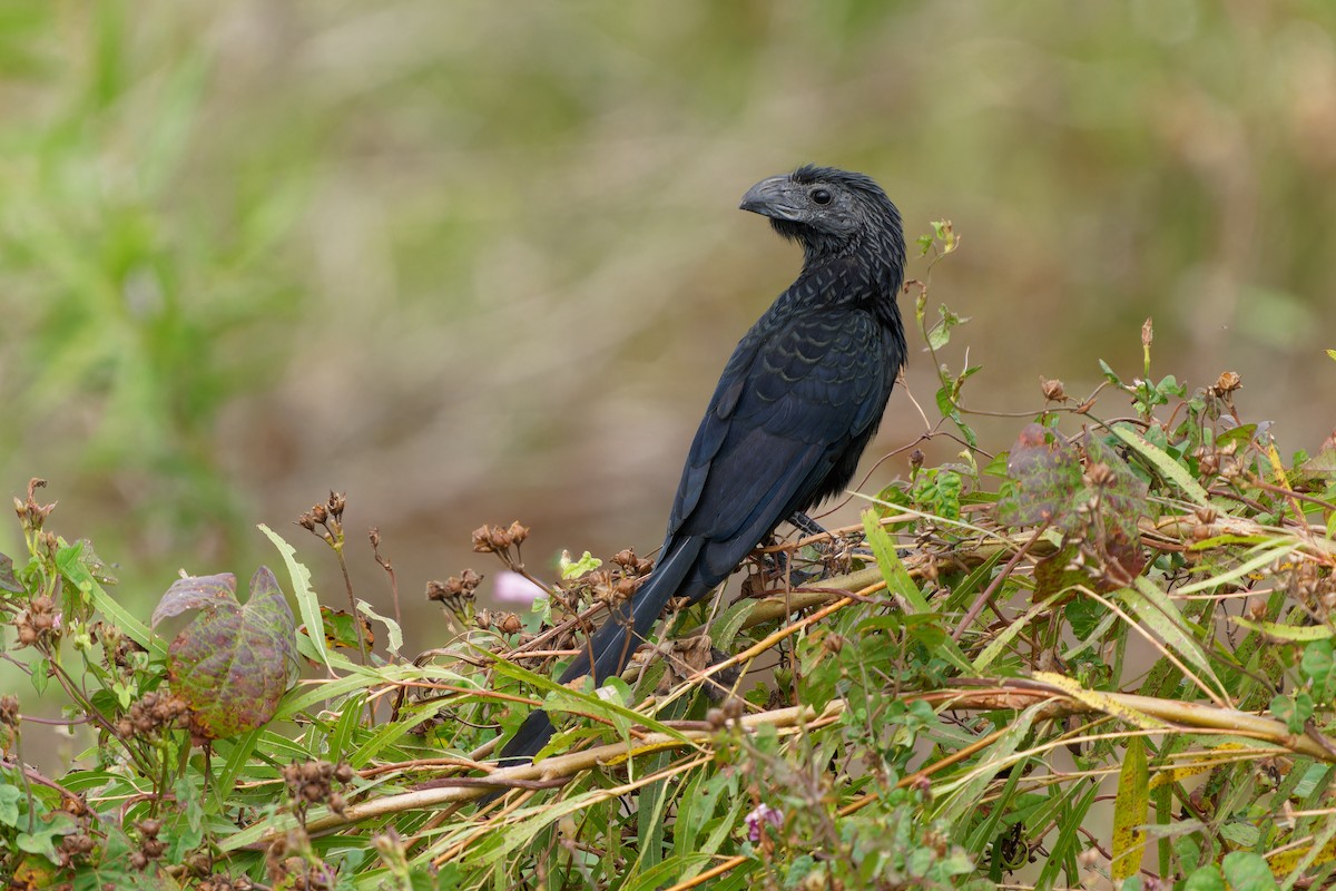 ani rýhozobá - ML645462078