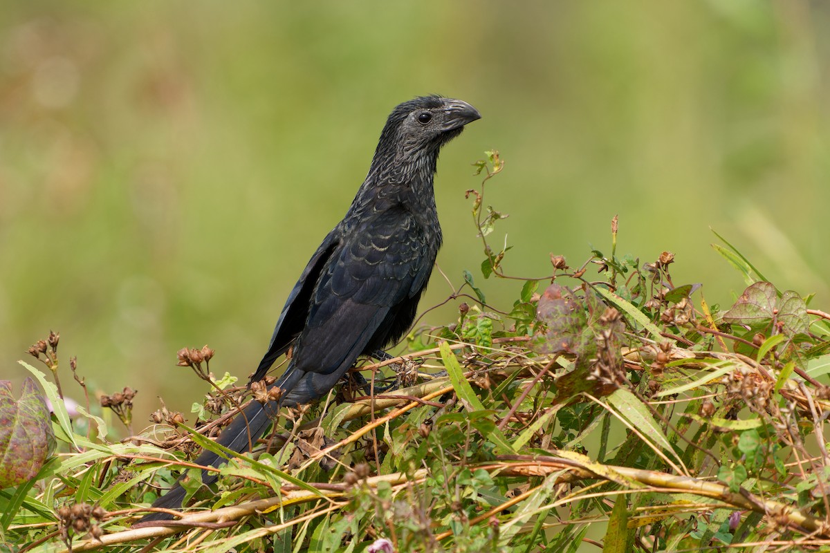 ani rýhozobá - ML645462085