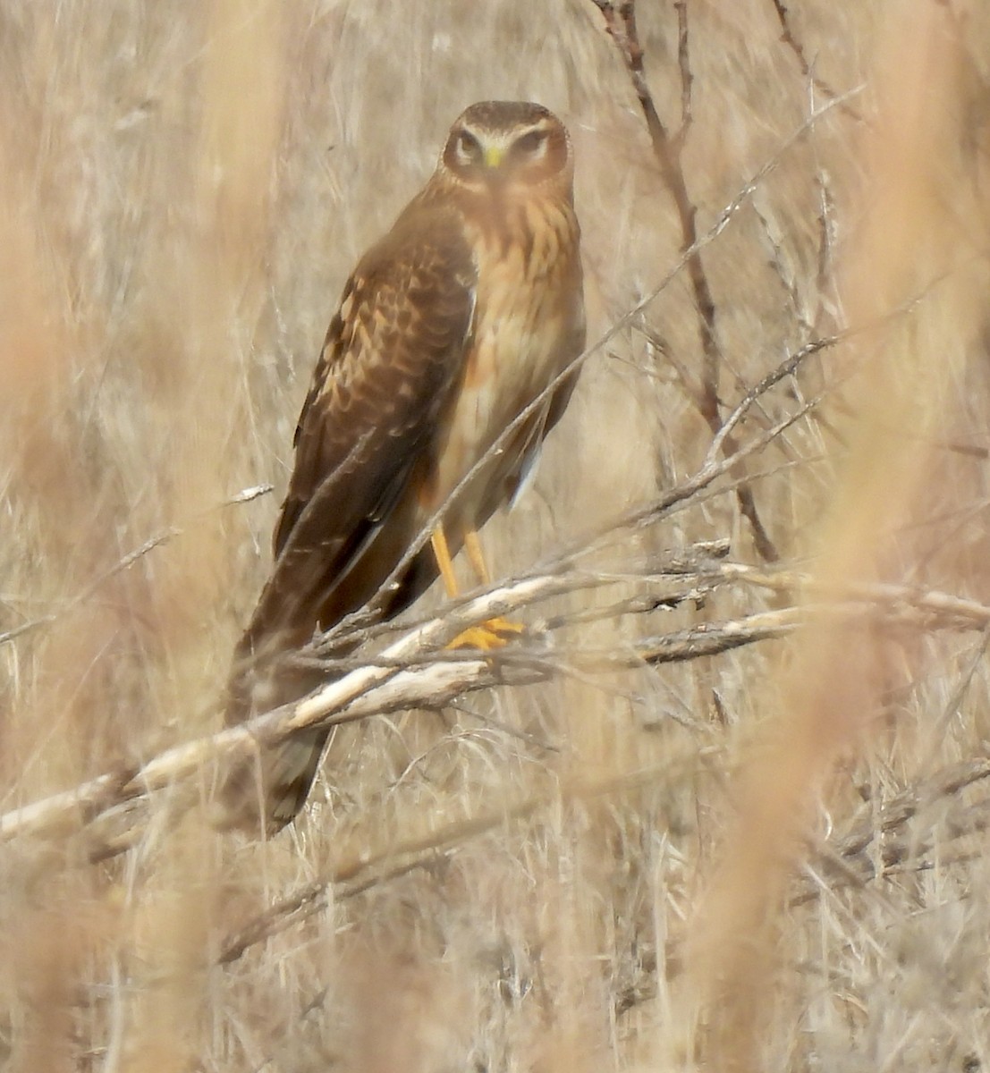 Hudsonweihe - ML645462090