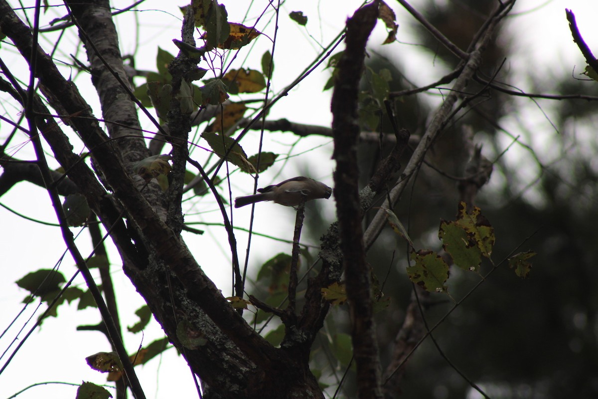 gråduskmeis - ML645462094