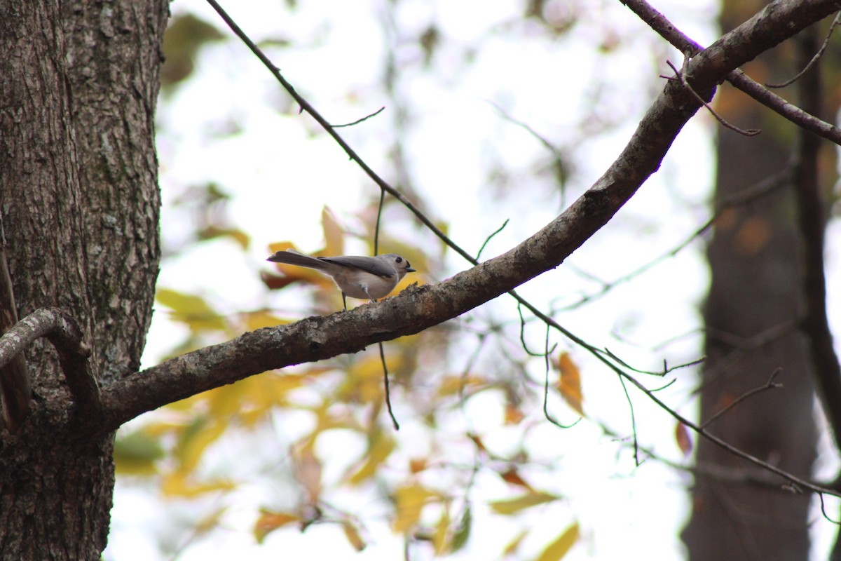 gråduskmeis - ML645462100