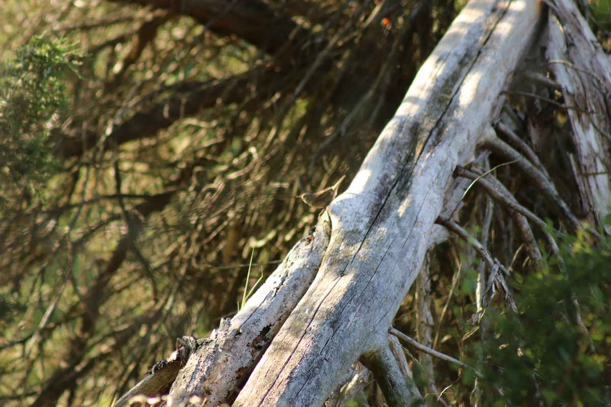 Northern House Wren - ML645462101