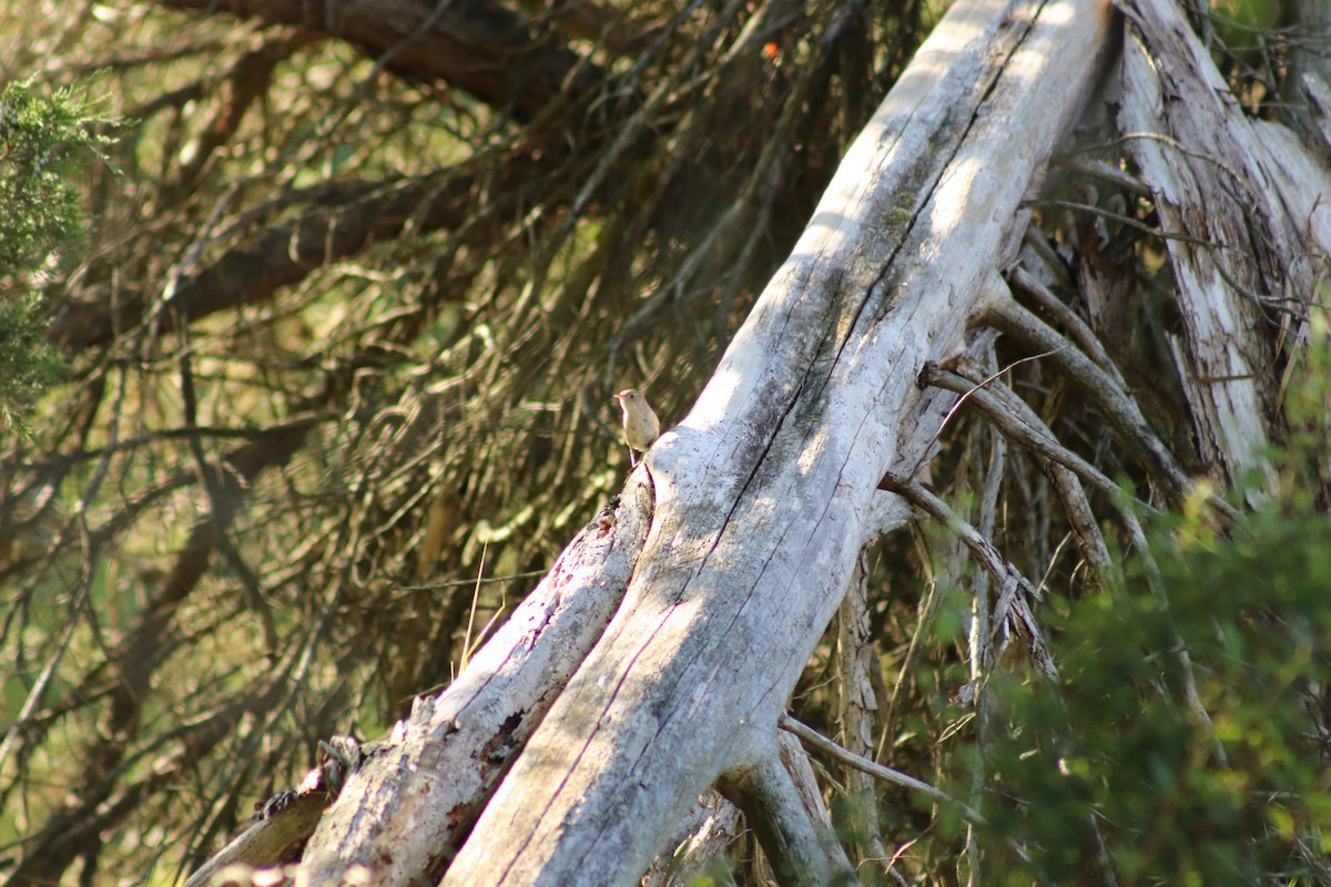 Northern House Wren - ML645462102