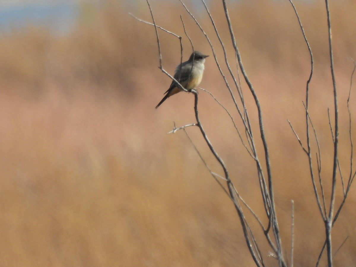 Zimtbauch-Phoebetyrann - ML645462107