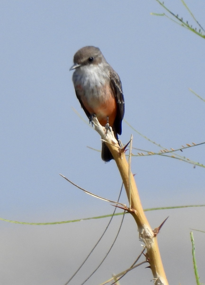 Rubintyrann - ML645462116