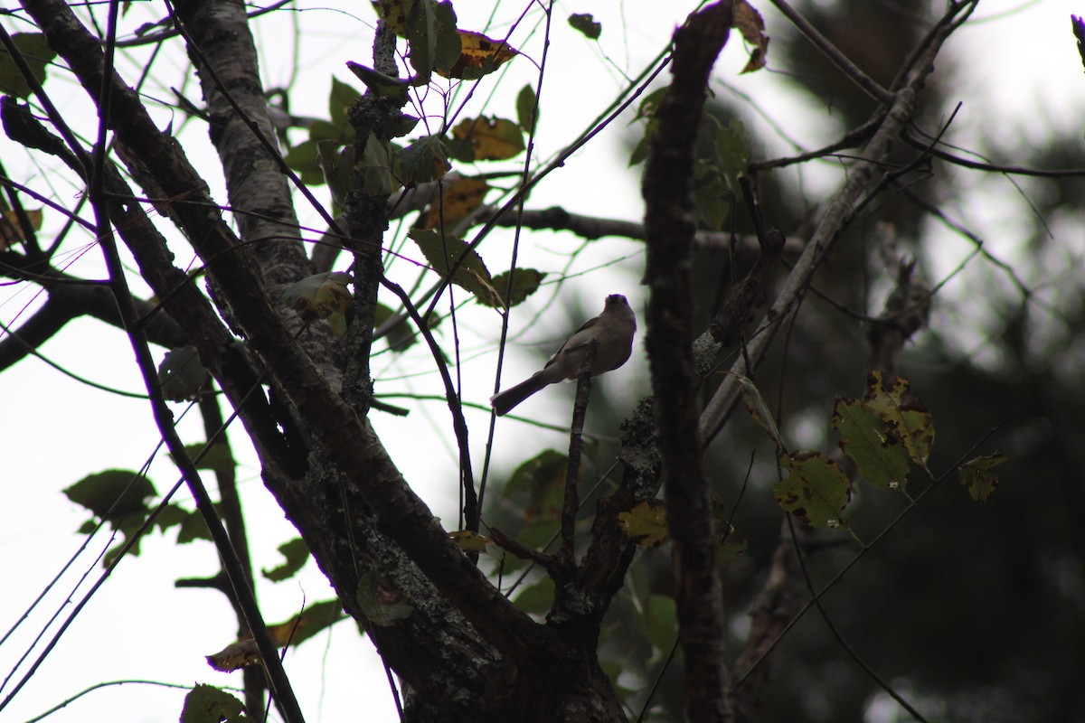 gråduskmeis - ML645462118