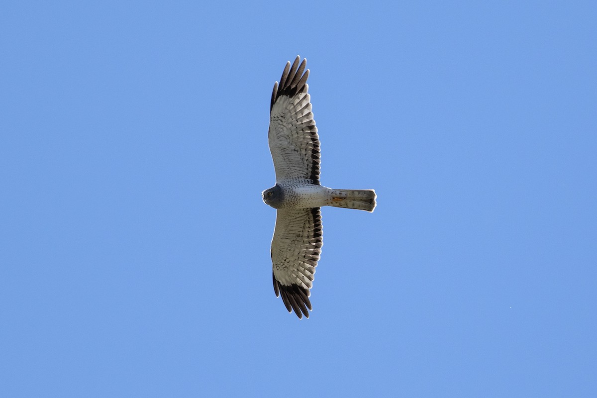 Northern Harrier - ML645462119
