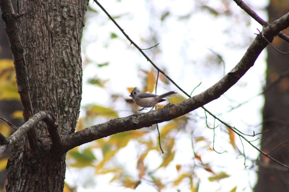 gråduskmeis - ML645462122