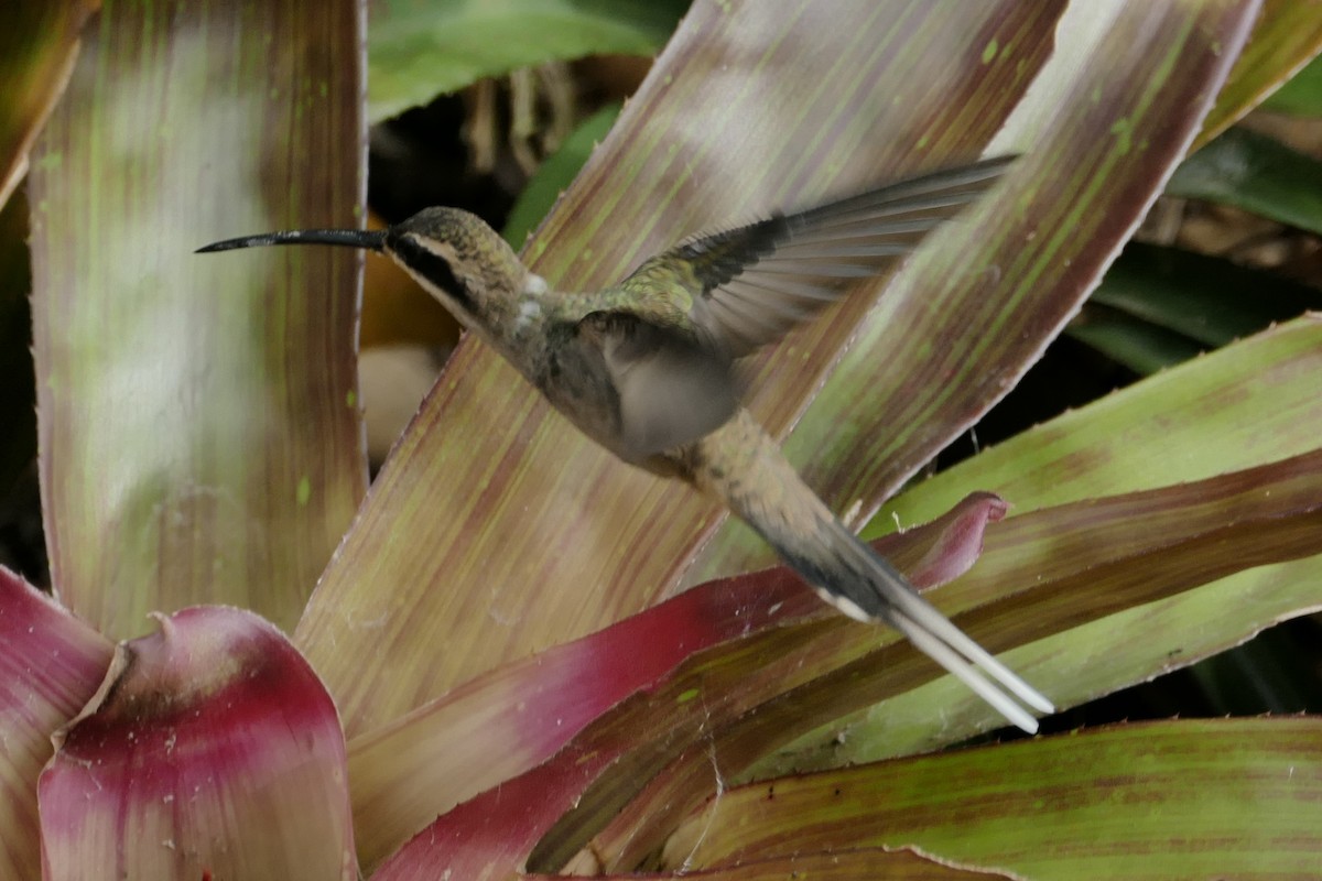 Pale-bellied Hermit - ML645462123