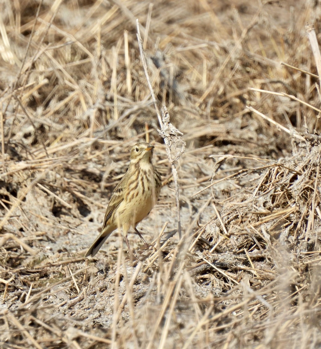 Amerikapieper - ML645462126