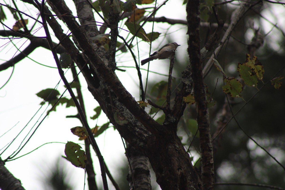 gråduskmeis - ML645462129