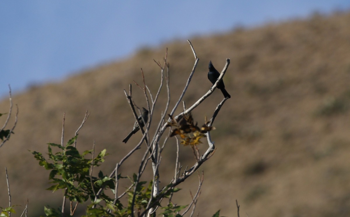 Phainopepla - ML645462131