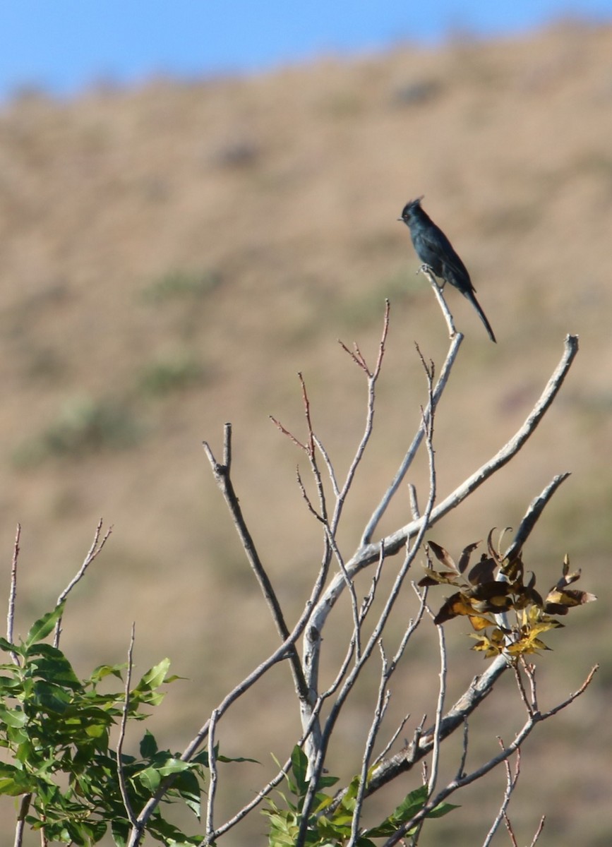 Phainopepla - ML645462134