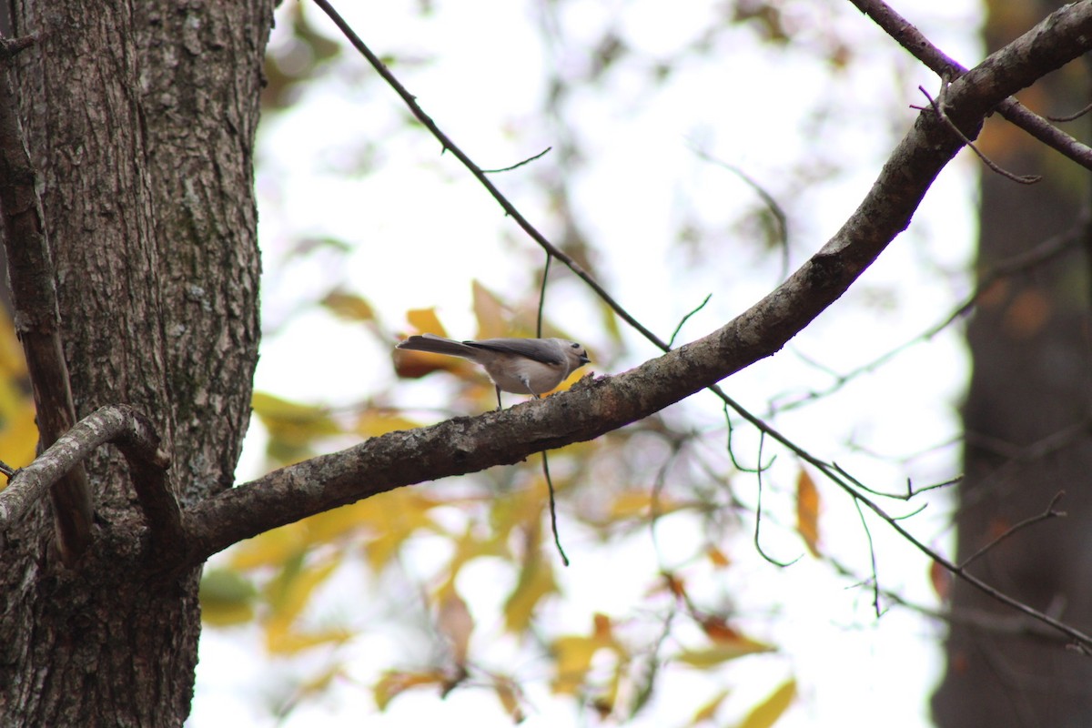 gråduskmeis - ML645462135