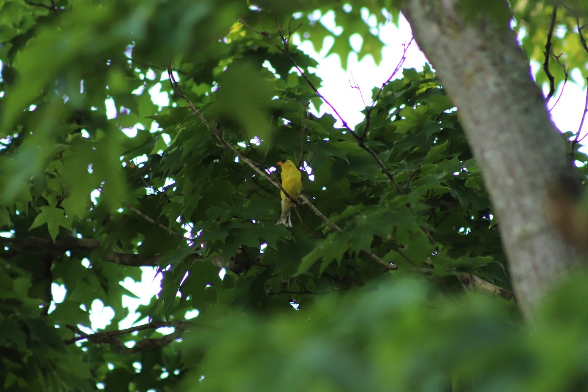 Altın İskete - ML645462138