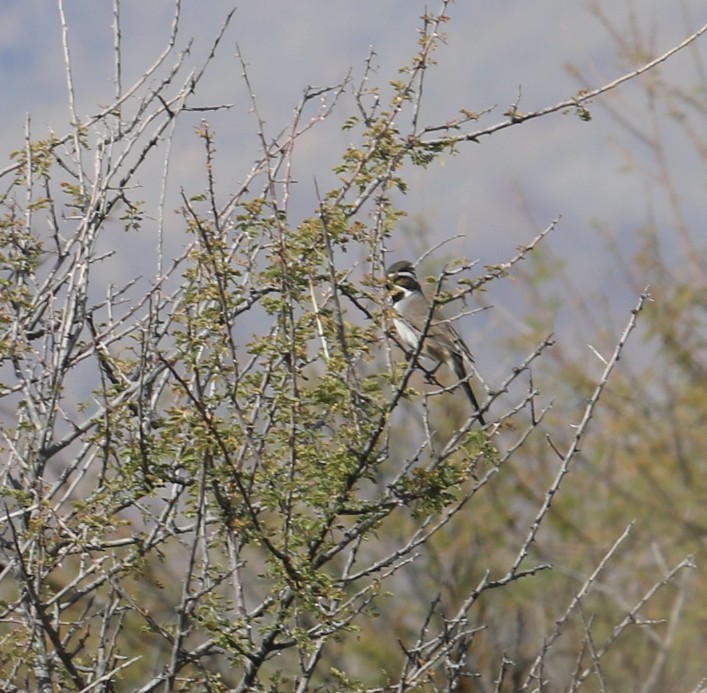 Black-throated Sparrow - ML645462144