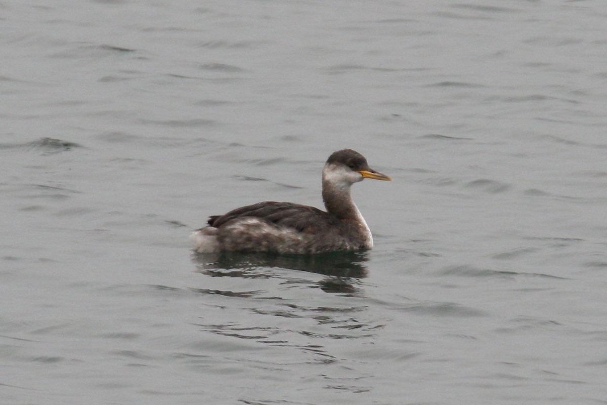 Red-necked Grebe - ML645462148