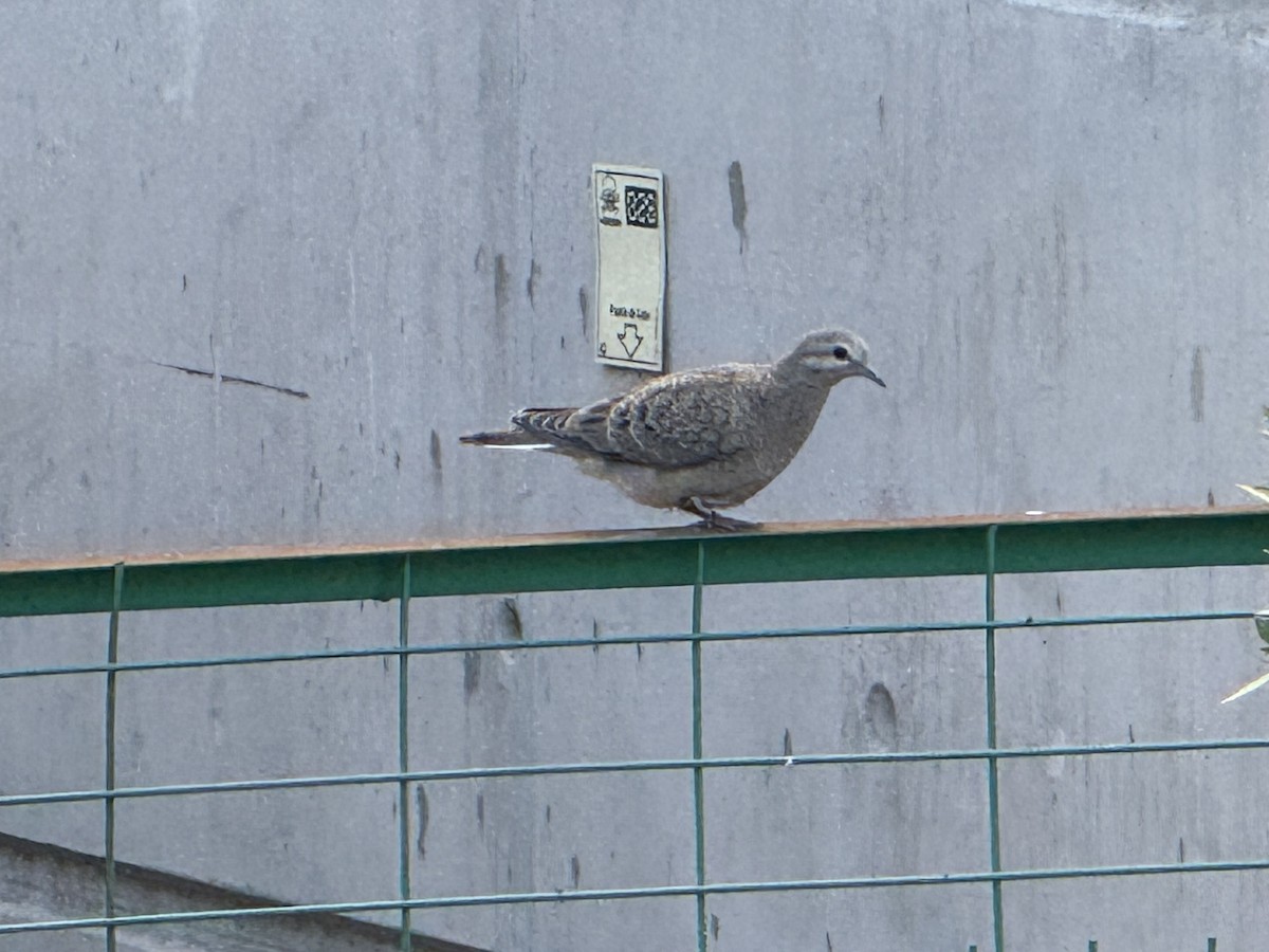 Eared Dove - ML645462152