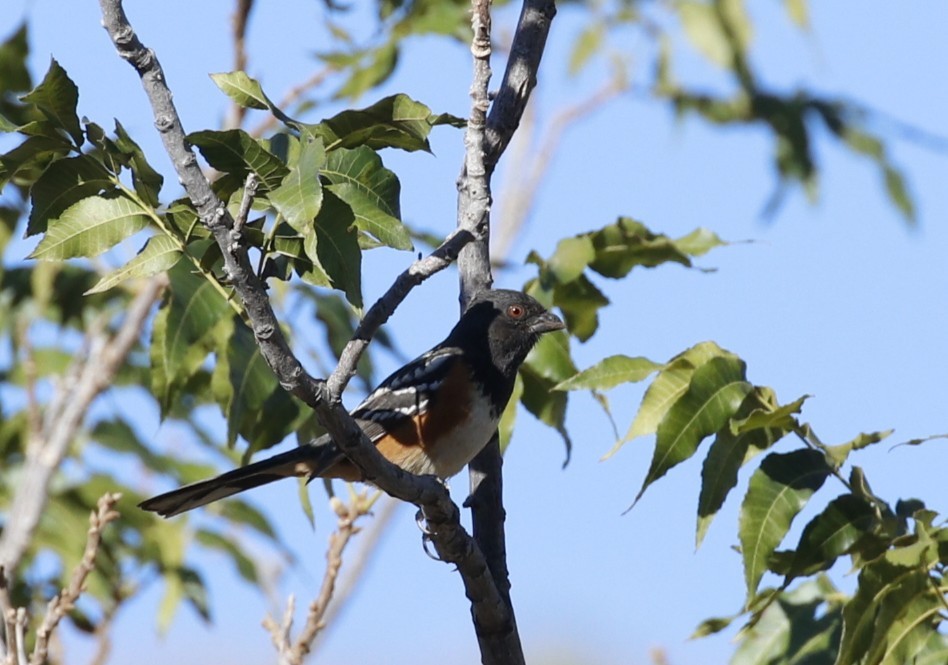 Spotted Towhee - ML645462156