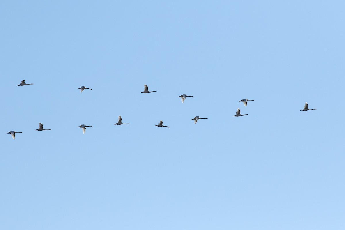 Tundra Swan - ML645462159