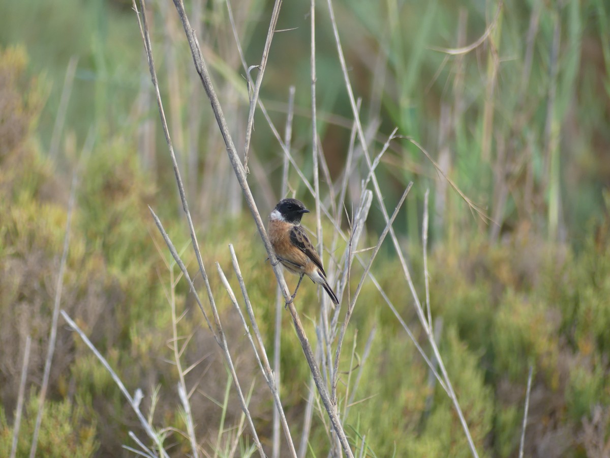 European Stonechat - ML645462169