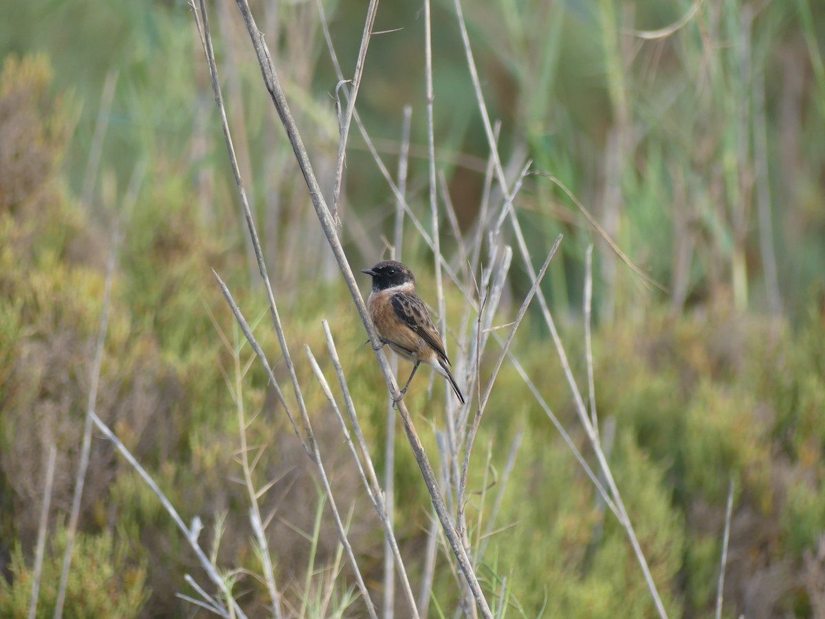 European Stonechat - ML645462170
