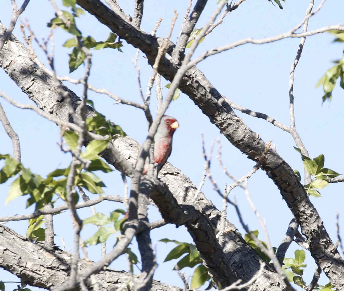 Pyrrhuloxia - ML645462173