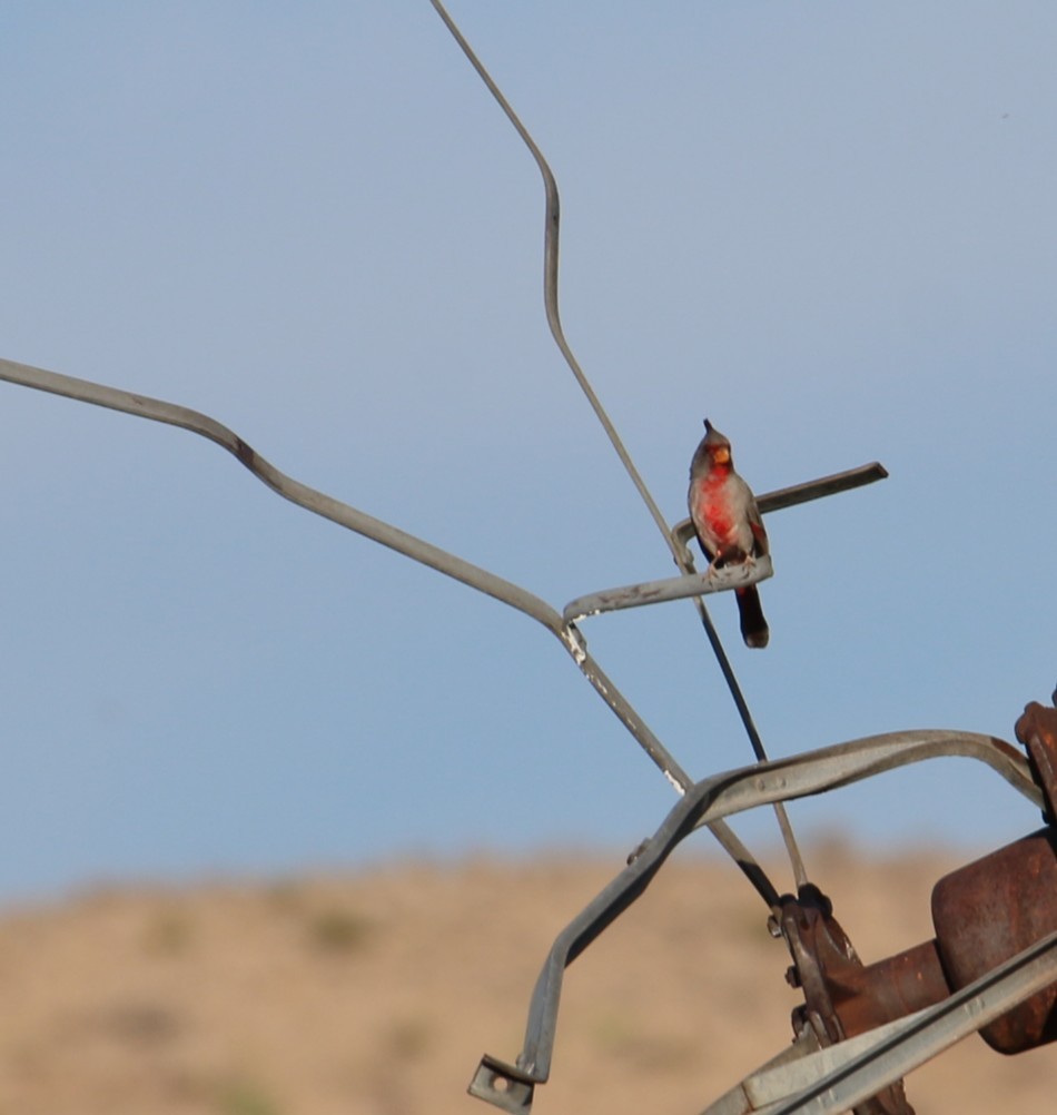 Pyrrhuloxia - ML645462174