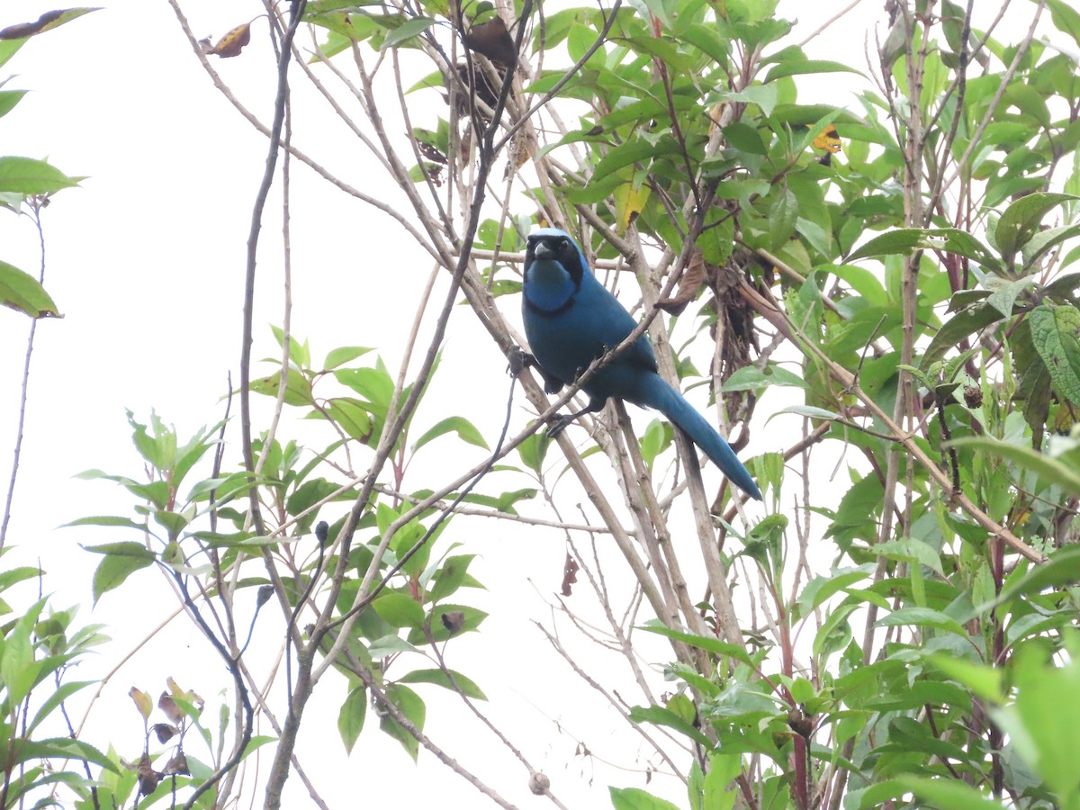 Turquoise Jay - ML645462178