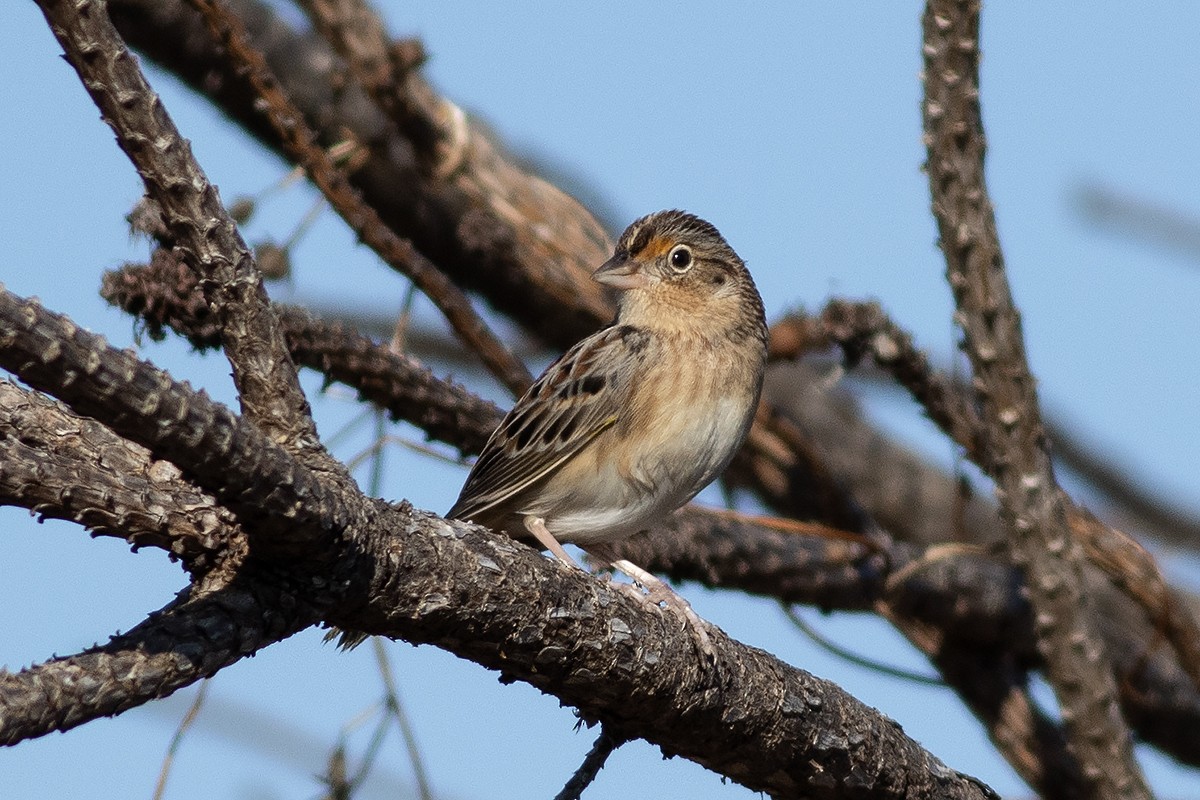 Grasshopper Sparrow - ML645462179