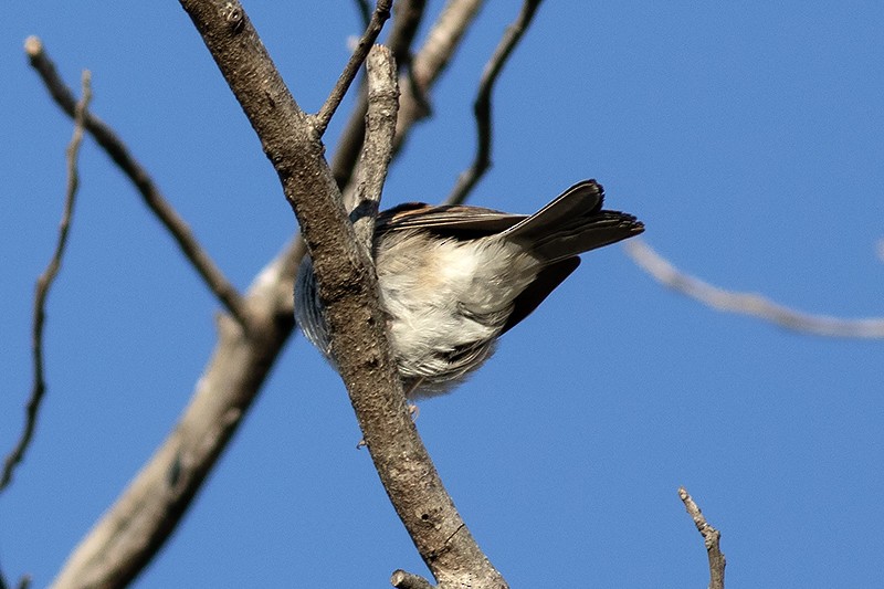 Chipping Sparrow - ML645462181