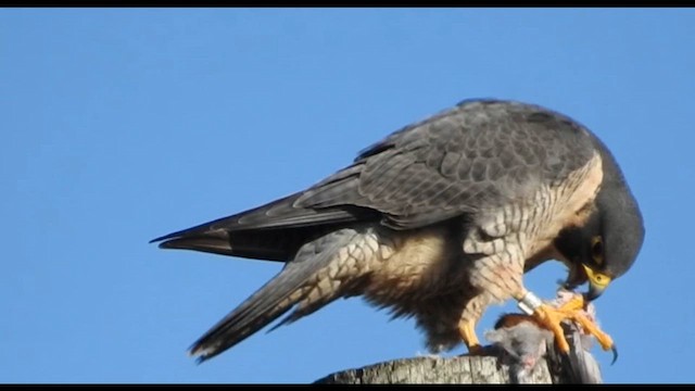 Сапсан - ML645462182