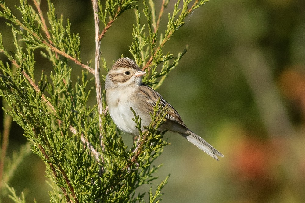 Clay-colored Sparrow - ML645462183