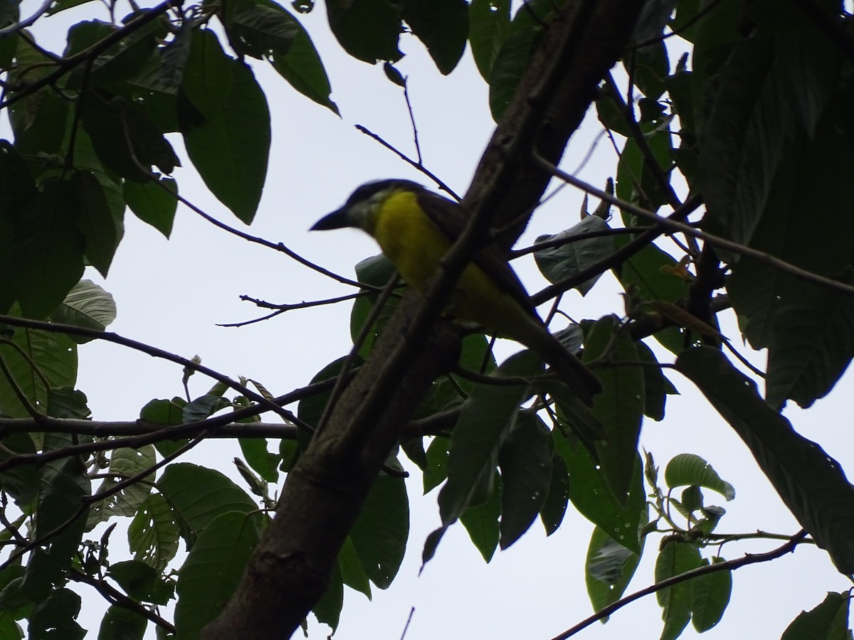 Boat-billed Flycatcher - ML645462185