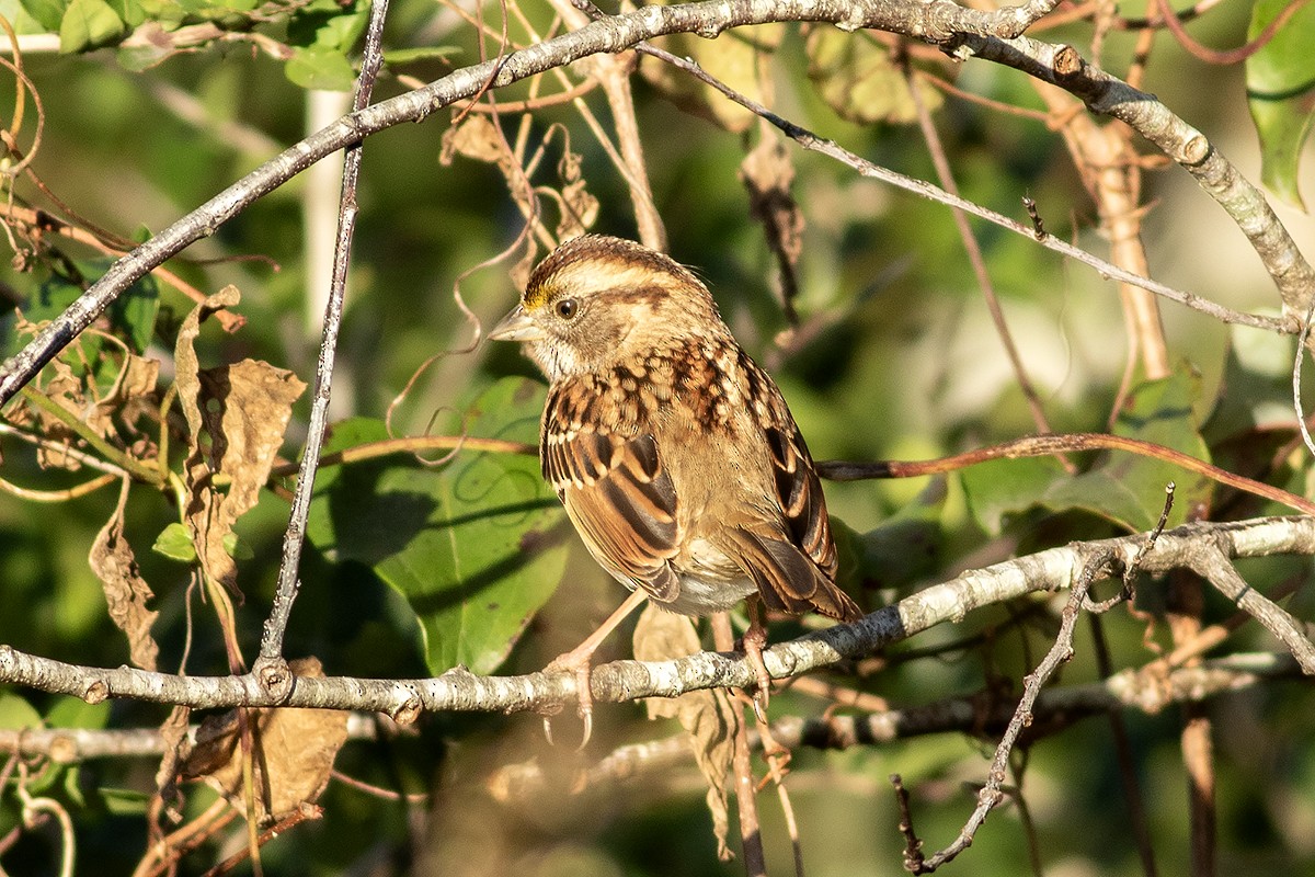 White-throated Sparrow - ML645462187