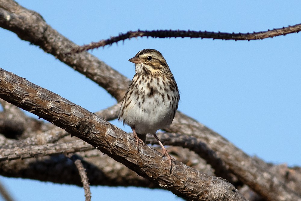Savannah Sparrow - ML645462194