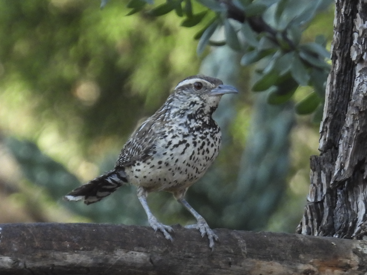 Cactus Wren - ML645462198