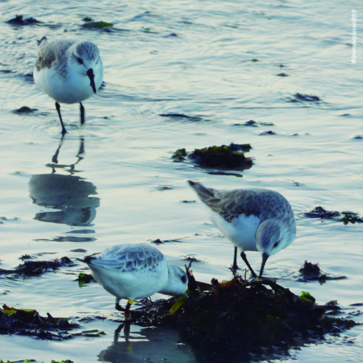 Песчанка - ML645462199